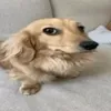glesielyfs