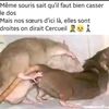 adnanemorou1