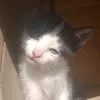 evelyngomes6705