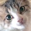anibuxz