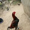 alexxlh1
