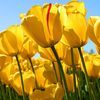 daisy.kic.dukes