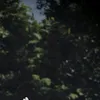 daunhijauu___