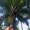 iciibos88