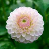 linh.thanh793