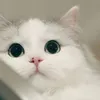hpgcxdban_68