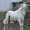 fofana.mamadou75