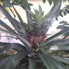 dangbuingockhanh985