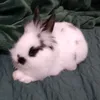.my.bunny5