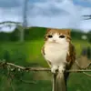 dizzy_670