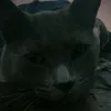 catita3433
