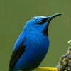 blue.bird580