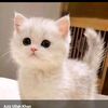 abdul.hadi.ansari97