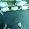 hanoon11111111