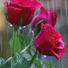 kanwal28659