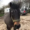 horses201413