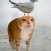 catwithaseagull