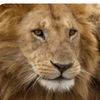 irfan.rajput621