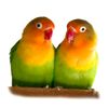 akiles.el.loro