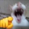 i.love.cats8089