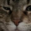 reluctantlyhereig