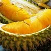 kebundurian6