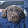 labrador.kimmie