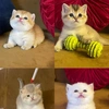 cattue123