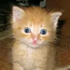 kumiqz