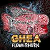 gheaflowerhorn2