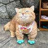coquette_stuf