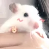 toannoib