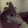 xiuu_z
