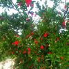 setina94552
