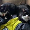 cat_lover_981