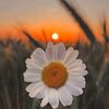 heer____21