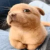 riiiwk_0