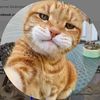 Cat Daily