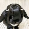 mochi_sofi_pc