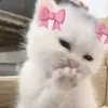 so_sy121