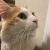 maxtheturkishvan