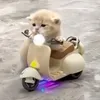 con mèo tramtinh🤡