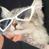 Kitten skit