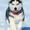 mihaela.ghe7