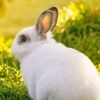 rabbitman.8