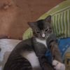 kucingmemegmail.com