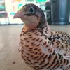 cbqfarm