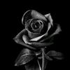 .black_mamba17