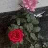 user96706119630293298