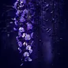 diana.vanr